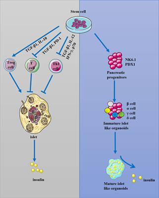 Stem Cell Transplantation in the Treatment of Type 1 Diabetes Mellitus: From Insulin Replacement to Beta-Cell Replacement